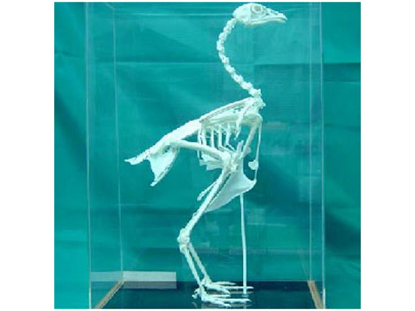 禽类骨骼标本