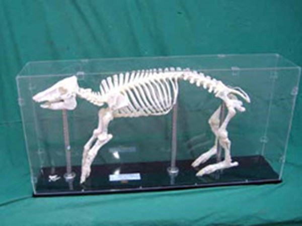 教学骨骼标本