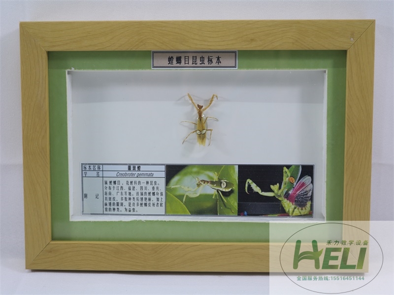 昆虫展示螳螂目标本眼斑螳