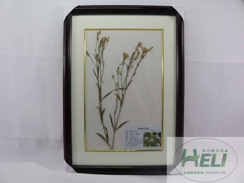 植物干制标本-石竹
