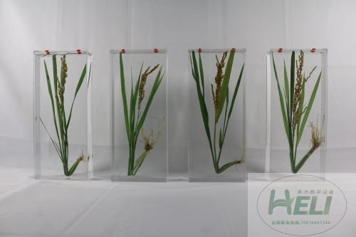 农作物保色浸制标本-水稻