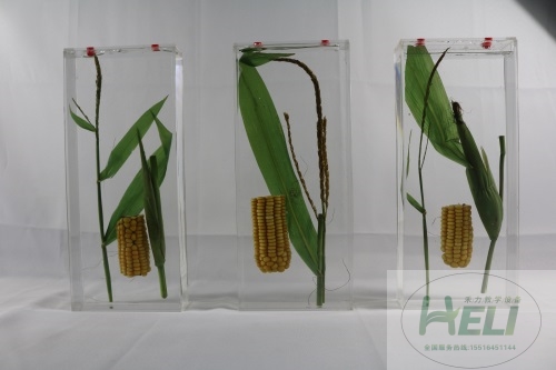 农作物保色浸制教学标本-玉米浸制标本