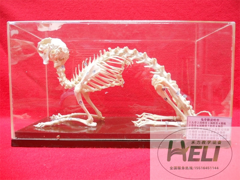 动物骨骼标本-兔骨骼标本
