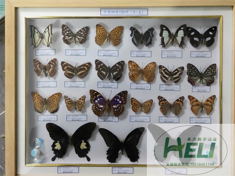 蝴蝶分类标本