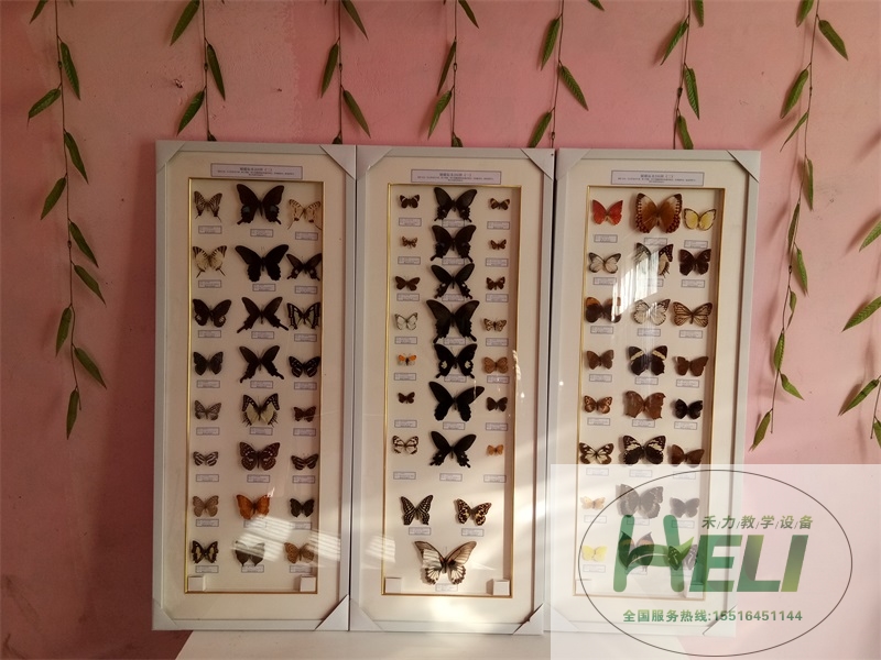 蝴蝶分类标本