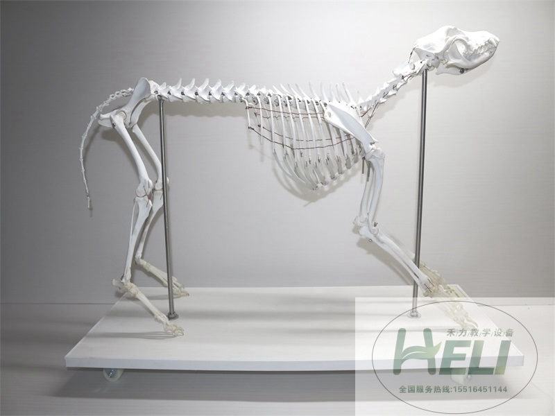 动物骨骼标本-骨骼标本大型犬骨骼