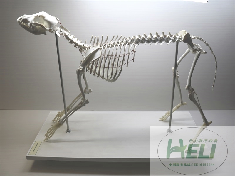 动物骨骼标本-骨骼标本狗骨骼