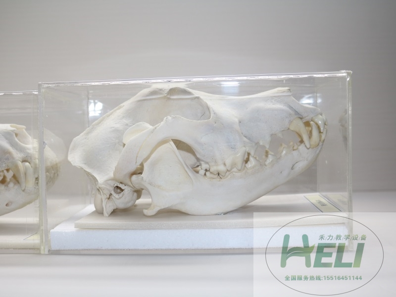 动物骨骼标本-骨骼标本狗头骨骨骼