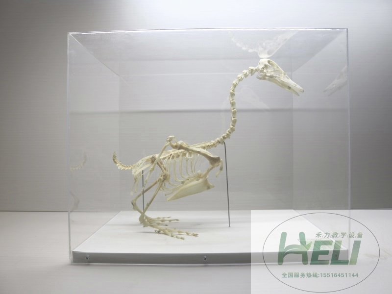动物骨骼标本-骨骼标本鸭骨骼