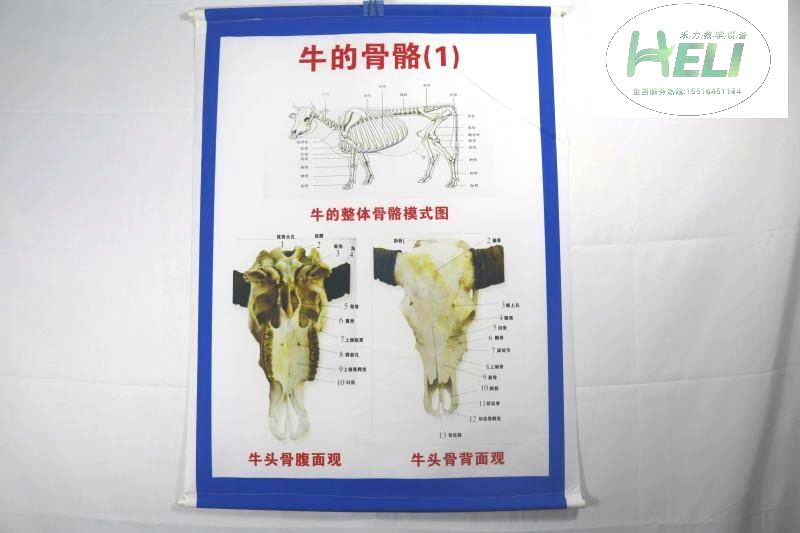 动物骨骼教学挂图--牛的骨骼