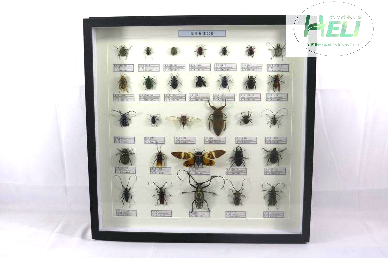 昆虫分类标本--昆虫标本30种