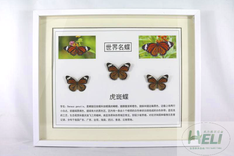 蝴蝶展示标本-虎斑蝶