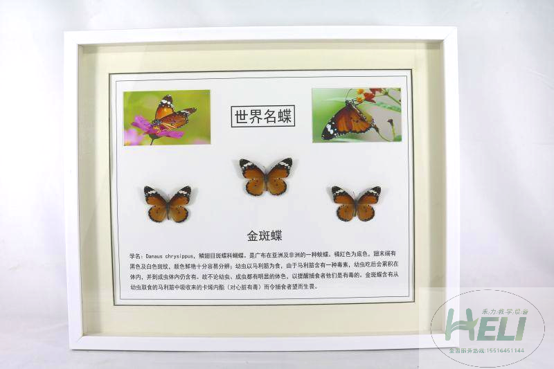 蝴蝶展示标本-金斑蝶