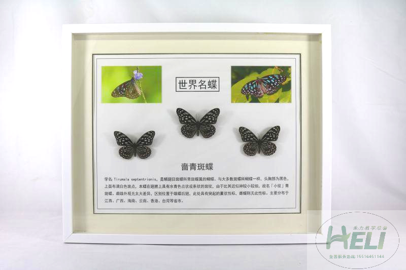 蝴蝶展示标本-啬青斑蝶