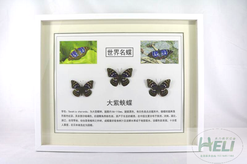 蝴蝶展示标本-大紫蛱蝶