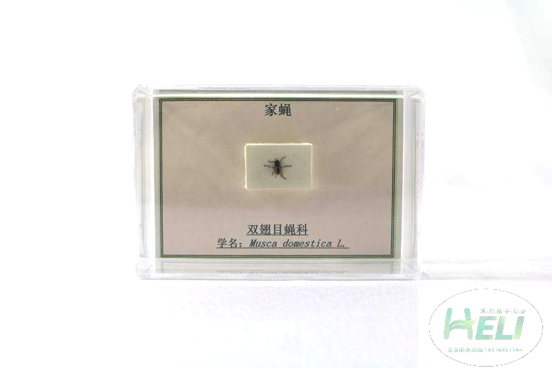 昆虫分类标本-家蝇