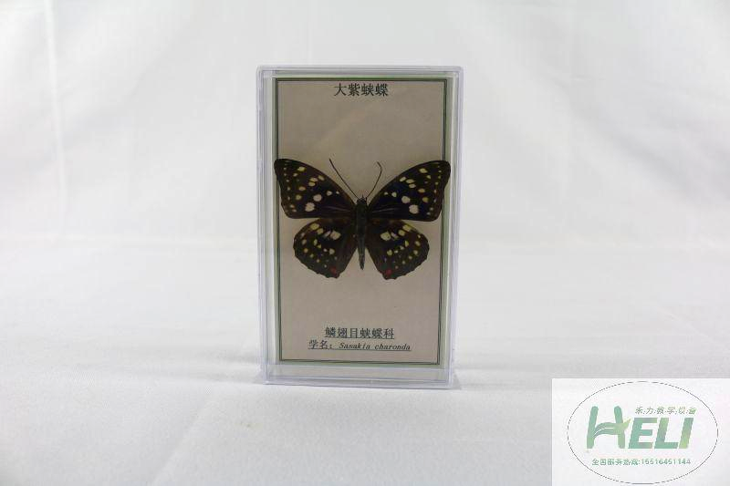 蝴蝶分类标本-大紫蛱蝶