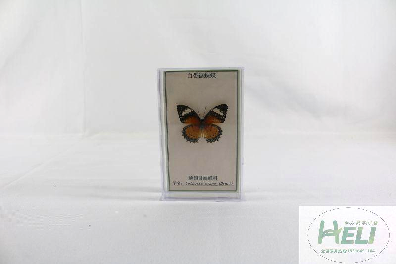 蝴蝶分类标本-白带锯蛱蝶