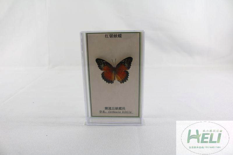 蝴蝶分类标本-红锯蛱蝶