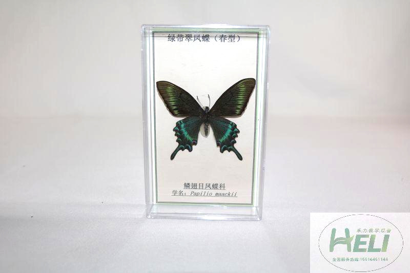 蝴蝶分类标本-绿带翠凤蝶