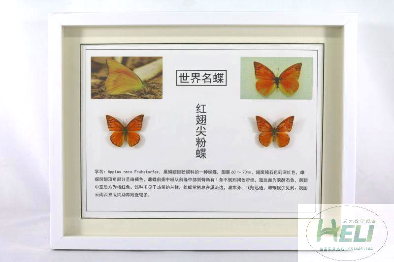 蝴蝶展示标本-红翅尖粉蝶