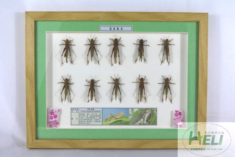 农业害虫-东亚飞蝗标本
