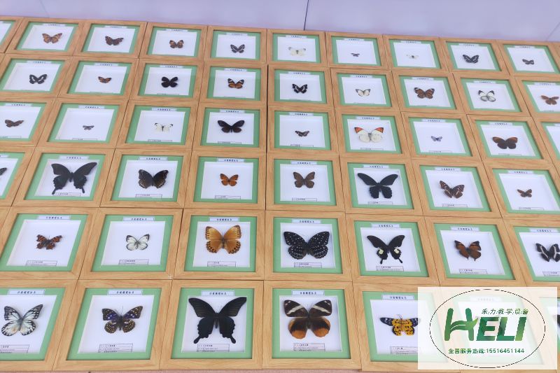 蝴蝶展示标本 教学标本