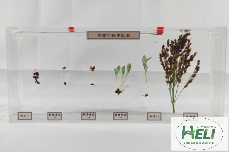 植物浸制标本 高粱生长史标本