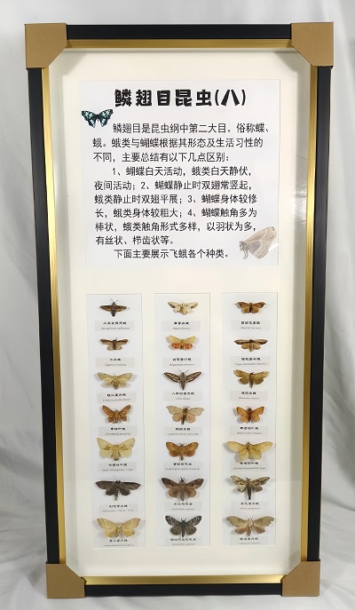 夜行者   鳞翅目昆虫标本展