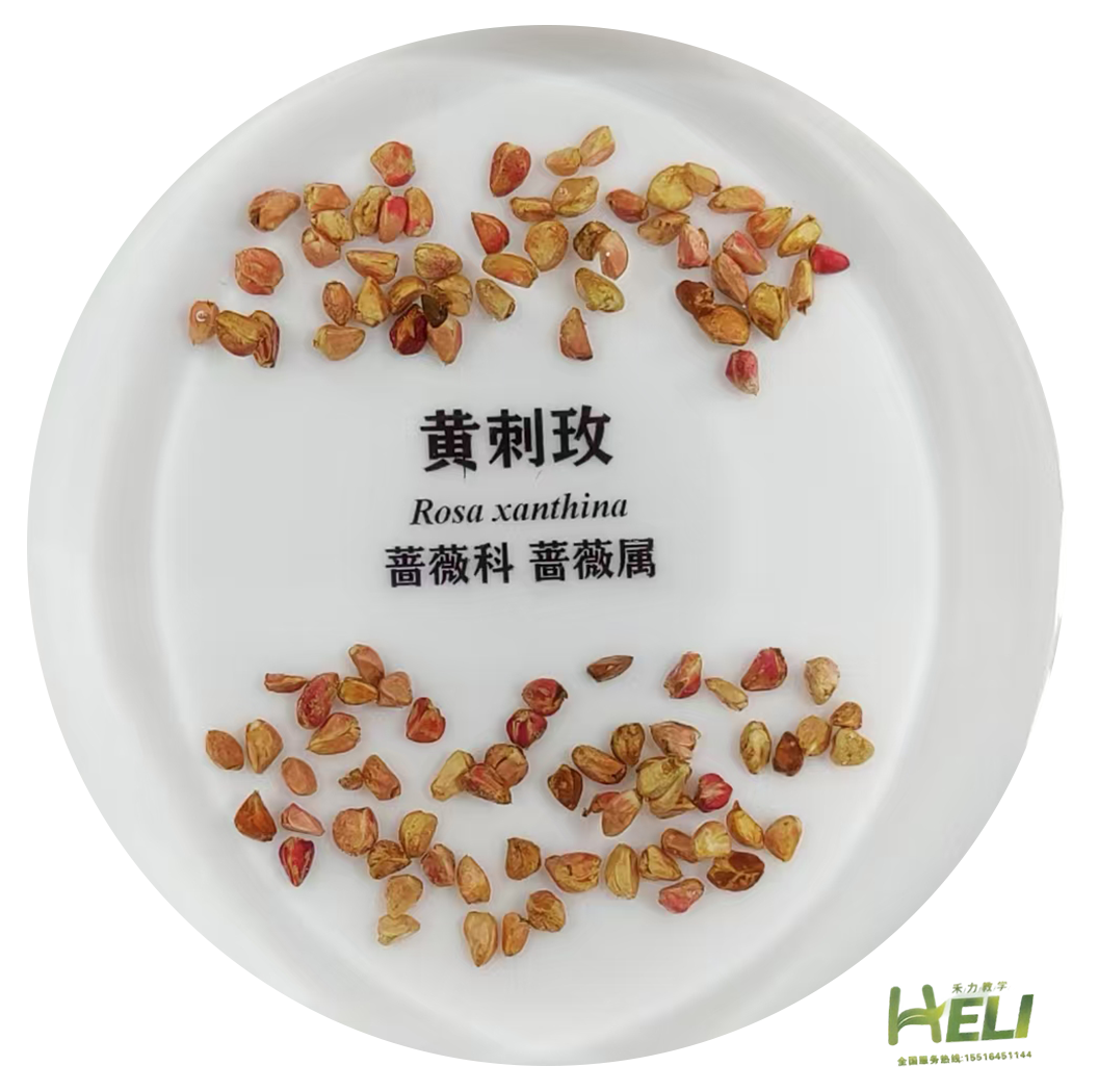 包埋标本  黄刺玫