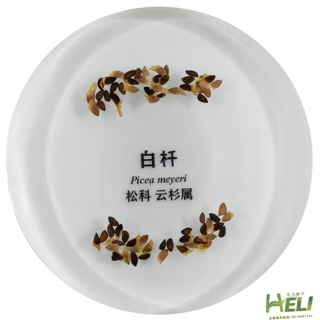 包埋标本  白杄