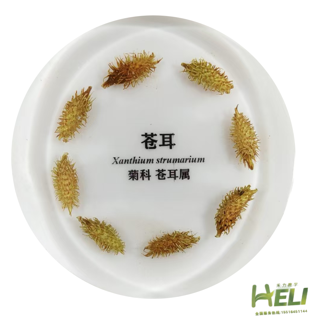 包埋标本    苍耳