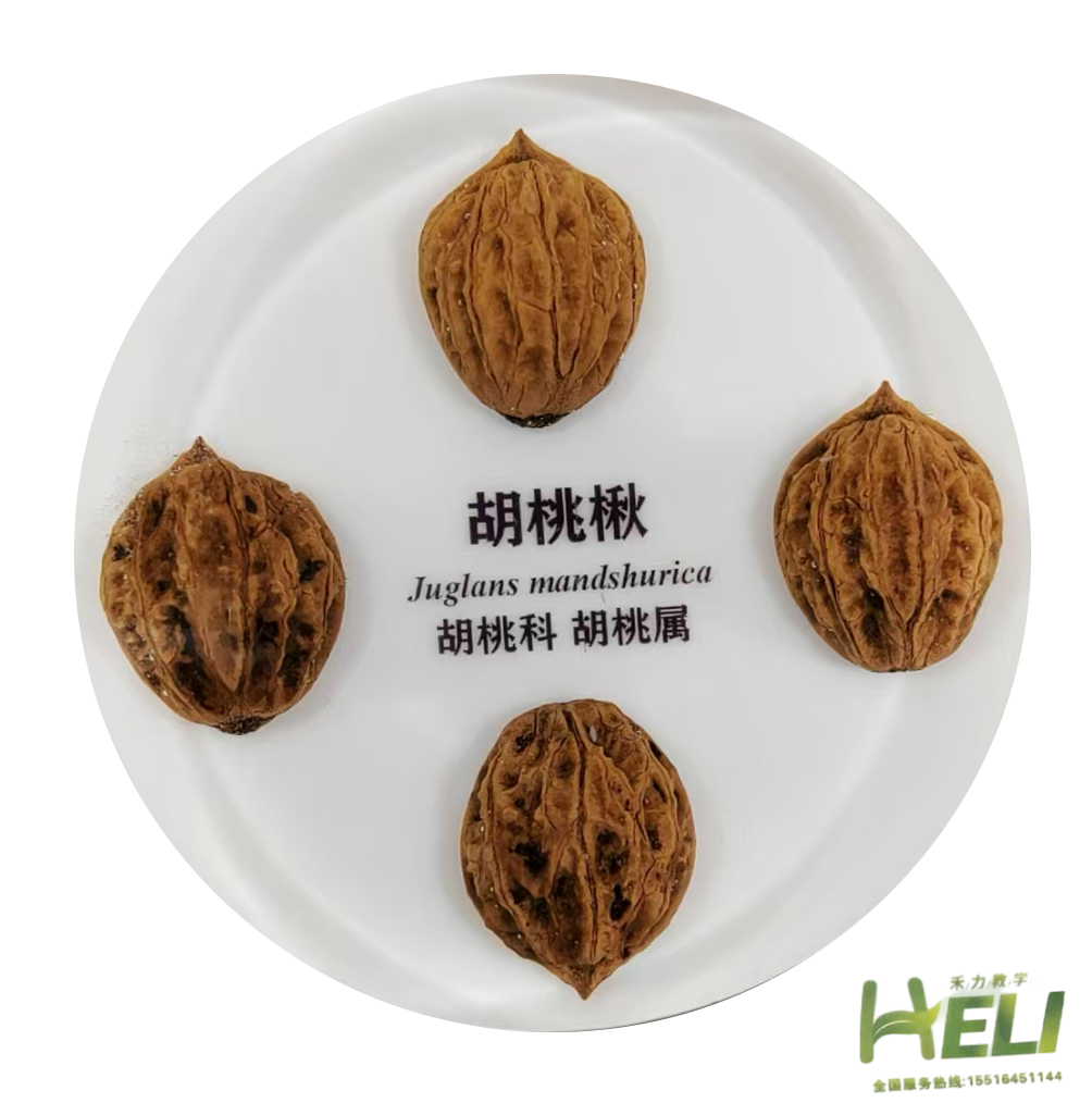 包埋标本    胡桃楸
