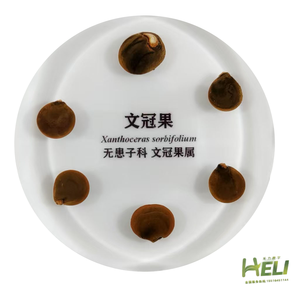 包埋标本   文冠果
