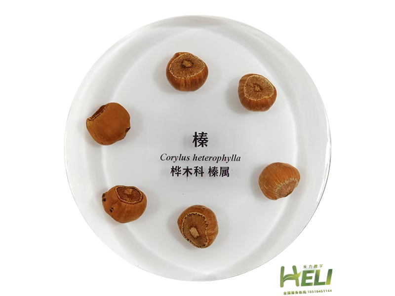 包埋标本   榛