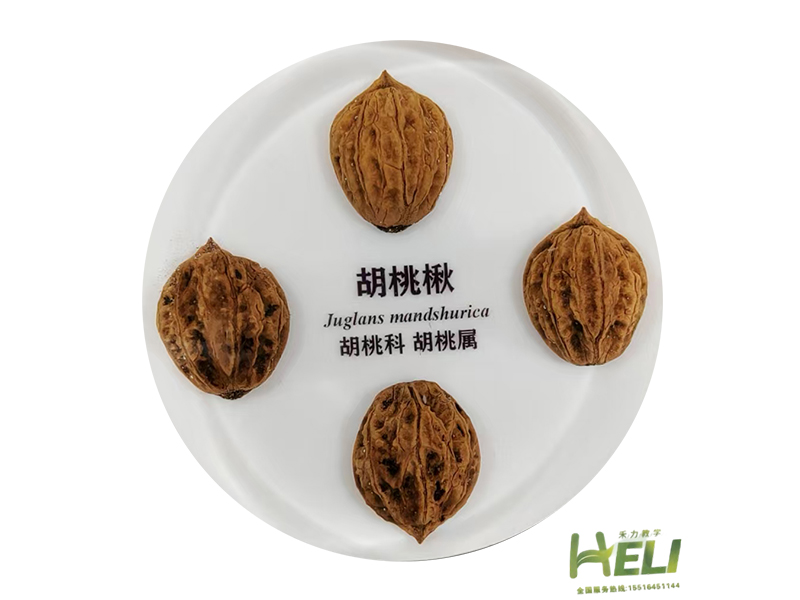 包埋标本    胡桃楸