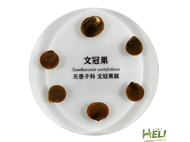 包埋标本   文冠果