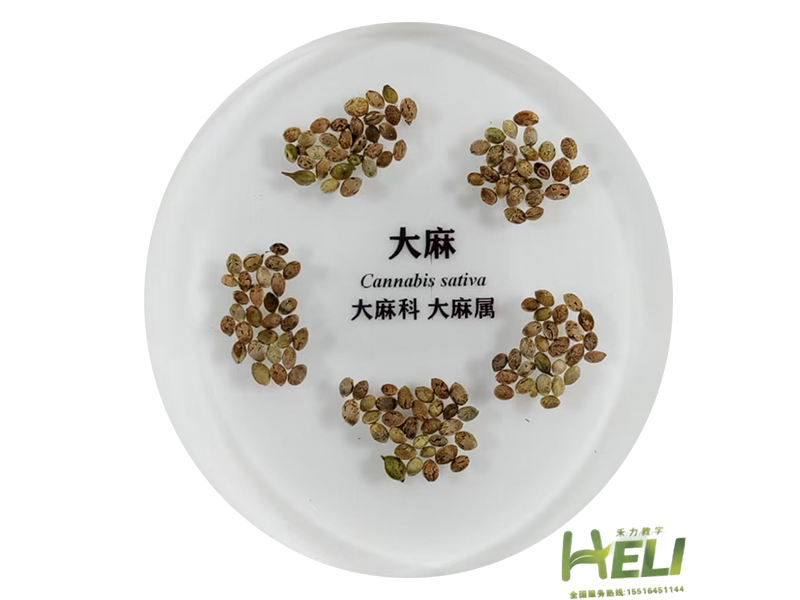 包埋标本   大麻