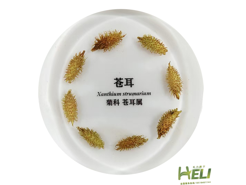 包埋标本    苍耳