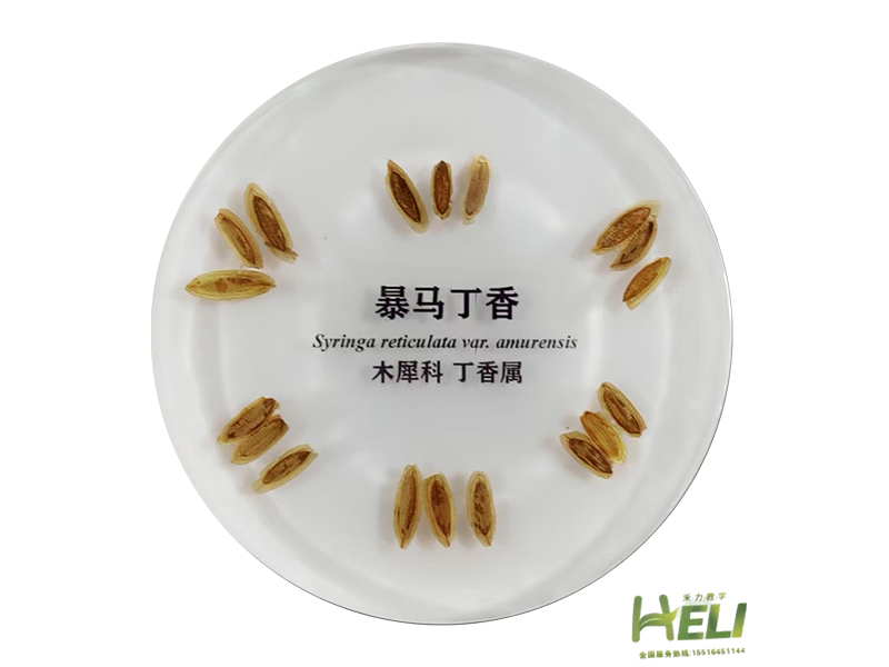 包埋标本   暴马丁香