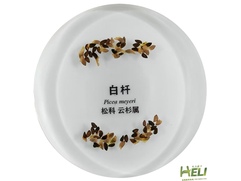 包埋标本  白杄