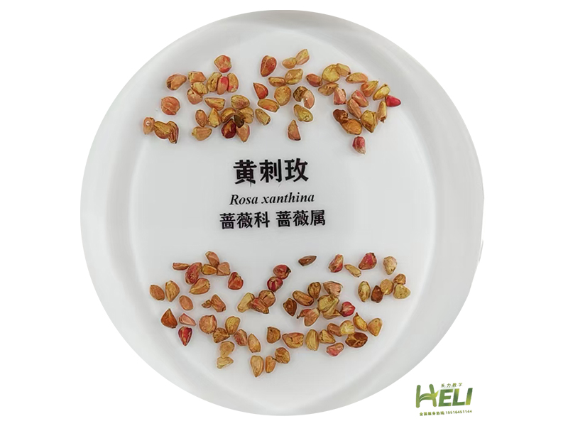包埋标本  黄刺玫
