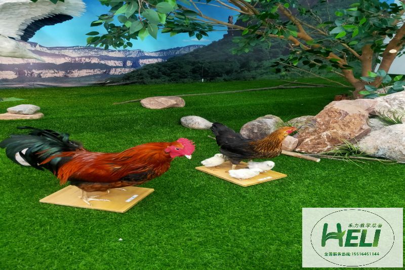 微景观动物模型鸡
